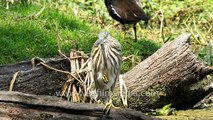 Pond Heron stands on one leg - does it want to rest its leg or what