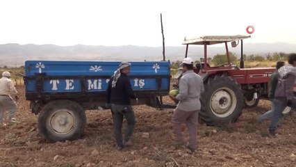 Gercüş'te Karpuz Hasadı Başladı