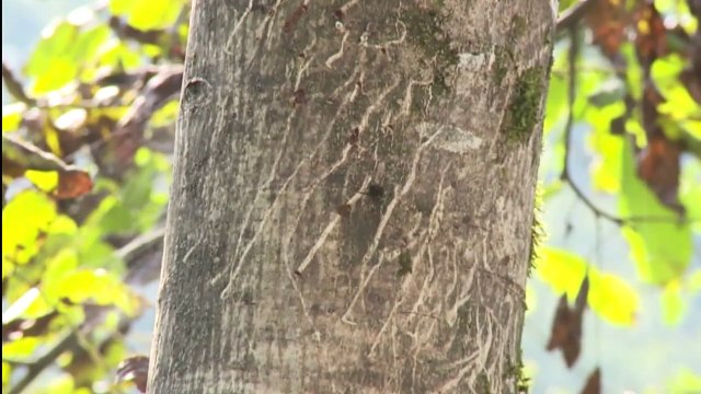 Ayılar'ın Kış Uykusu Öncesi Son Vurgunu