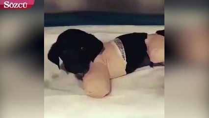Bacakları kesilen yavru köpek kurtarılamadı