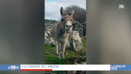 Un âne qui chante fait le buzz sur le net et passionne les internautes
