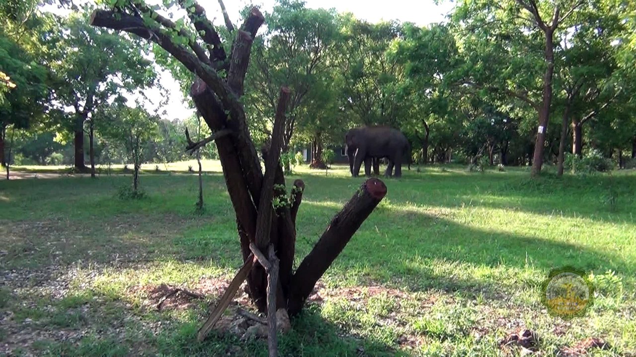 Injured elephant !