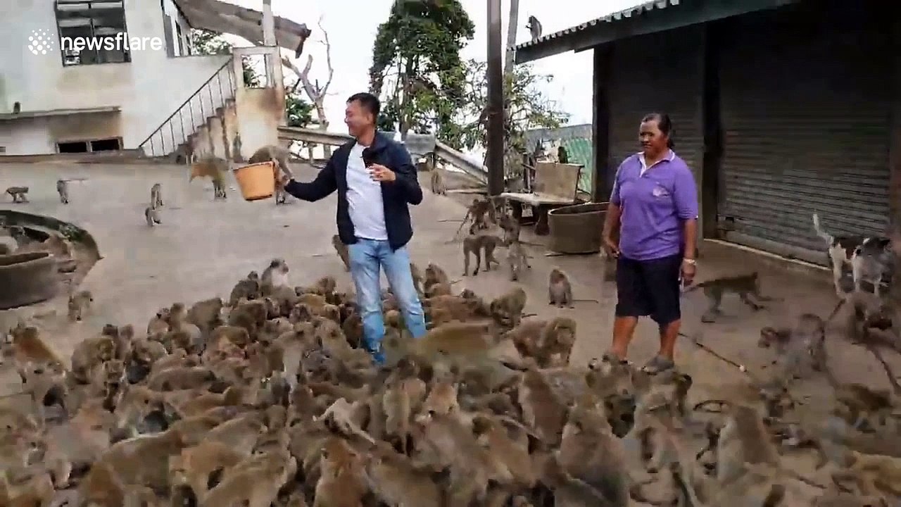Tourist overwhelmed as dozens of hungry monkeys swarm around him