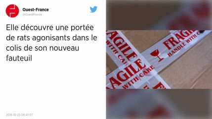 Elle découvre une portée de rats agonisants dans le colis de son nouveau fauteuil.