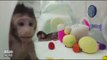 World’s First Primates Cloned With Transferred DNA