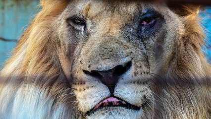 The desperate and neglected animals at Europe’s ‘worst zoo’