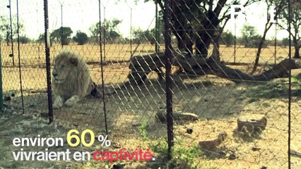 Le lion comme animal de ferme en Afrique du Sud