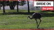 Golfers shock after escaped rhea runs amok on course | SWNS TV