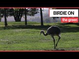 Golfers shock after escaped rhea runs amok on course | SWNS TV