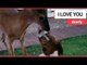 Adorable baby deer becomes best pals with bulldog | SWNS TV