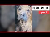 Neglected Shar Pei dog is hoping to make 2,500 mile trip to the UK | SWNS TV