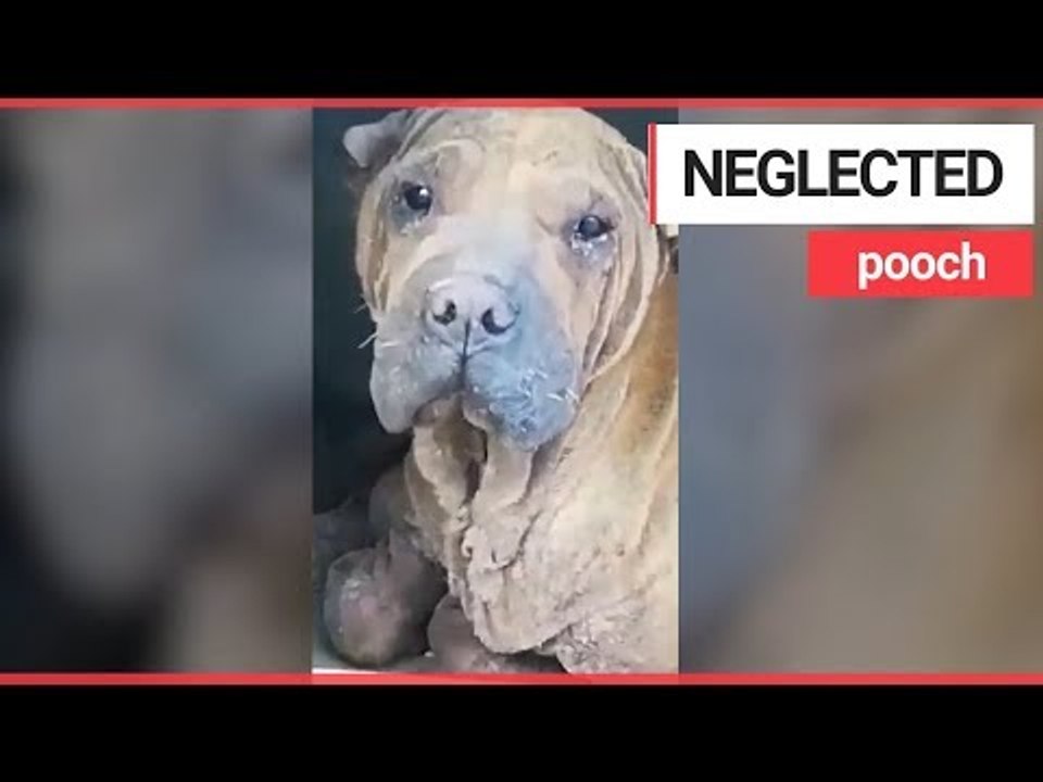 Neglected Shar Pei dog is hoping to make 2,500 mile trip to the UK | SWNS TV