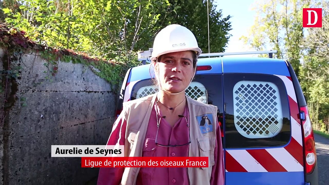 Un chantier Enedis de grande envergure pour la protection des oiseaux