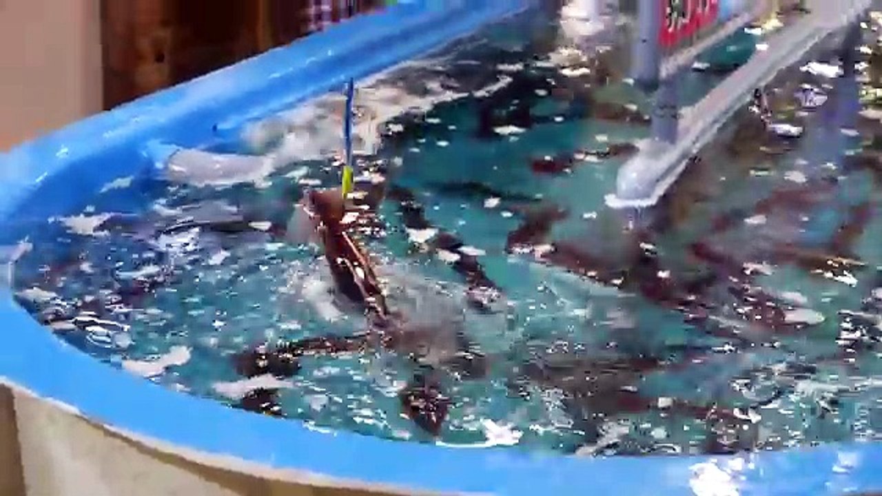 Japanese Street Food - DANCING SQUID SASHIMI Hakodate Japan Seafood