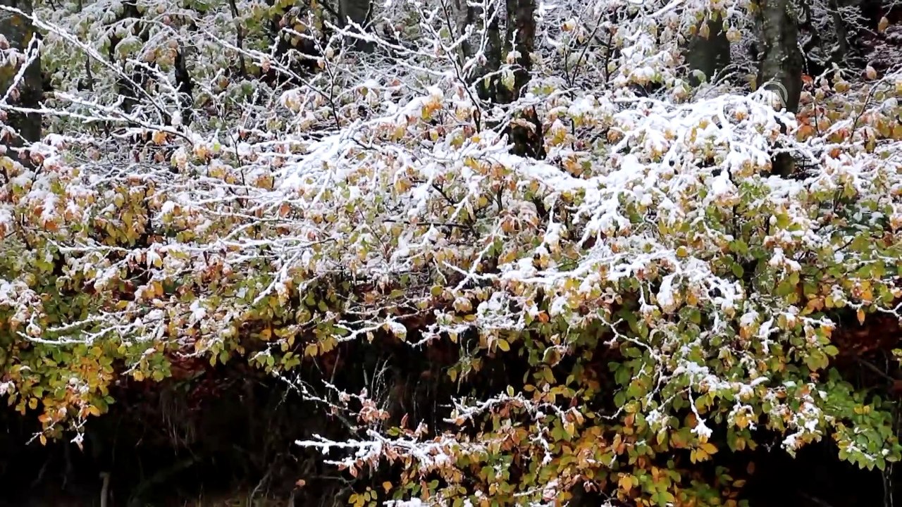 Abant Tabiat Parkı beyaza büründü - BOLU