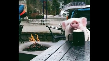 The Chuppy Pig Drinking Hot Chocolate