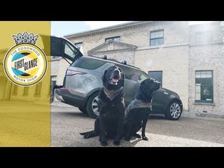 The new Land Rover Discovery is more than puppy love