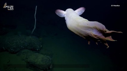 Download Video: 'Ghostly' Dumbo Octopus Caught on Video in Rare Deep-Sea Sighting