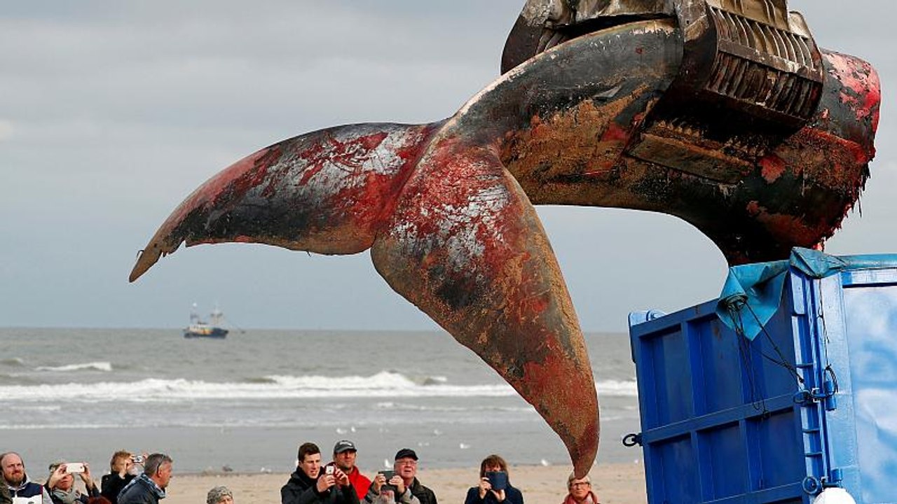 35 Tonnen schwerer Finnwal in Belgien gestrandet
