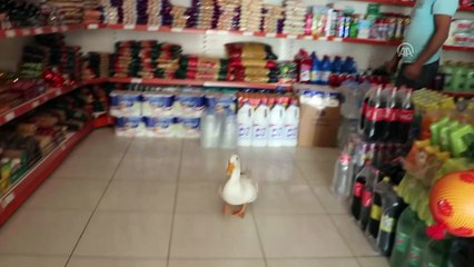 Mobilya ustası ile 'Boncuk'un şaşırtan dostluğu - ELAZIĞ