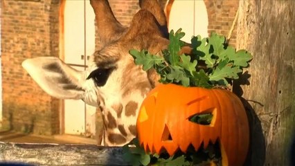 شاهد: حديقة حيوانات لندن تستقبل يقطينات الهالوين المزخرفة