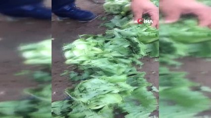 Tarsus'ta Dolu Ekili Tarlalara Zarar Verdi