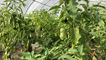 Le jardin de Graine d’ID à la recherche de terres pour produire des légumes bio