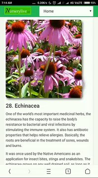 Rare natural health related plants & their uses and information.