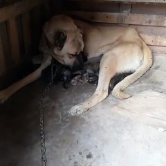 Kangal Köpeği ve Yavruları