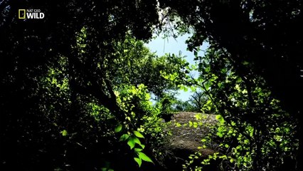 Afrika Kaya Pİtonu (Belgesel)