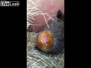 Cette poule couve... des bébés CHATS !