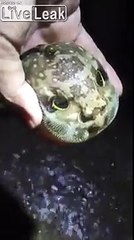 Ce poisson se transforme en tête d'enfant !