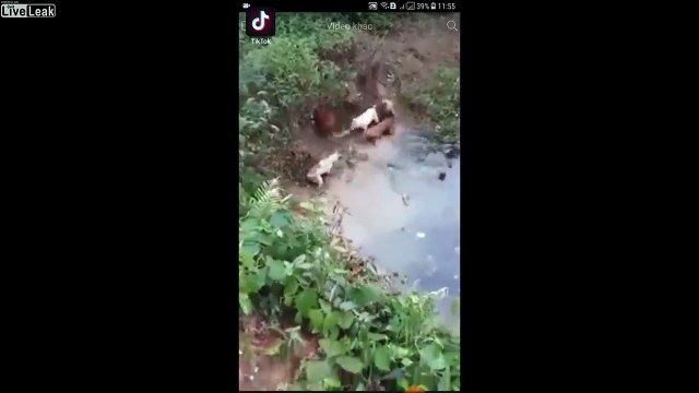 6 chiens s'en prennent à un python, ce serpent de 3m de long !