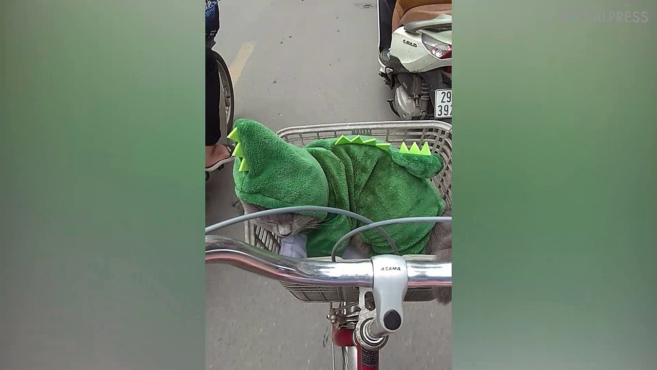 Cat Wearing Dinosaur Suit In Bike Basket