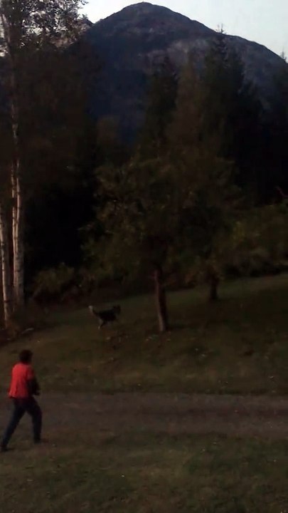 Un grizzly charge un homme armé d'un fusil (Canada)