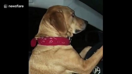 'Dad' the dog won't buy 'son' an ice cream