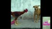 #HEN #DOG  Hen vs Dog fight by Dailymotion Entertainment