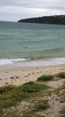 Police Rescue Confused Kangaroo from Beach