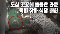[자막뉴스] 서울 도심서 '라쿤' 출몰…생태계 교란 우려