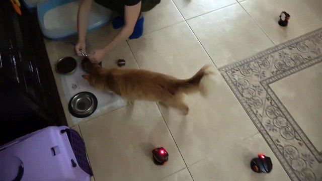 Мистер Макс & Мисс Катя Лазерная сигнализация Рация шпиона Лазер ловушка для Мурки