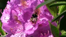 鎌田節子 Bee Pollination
