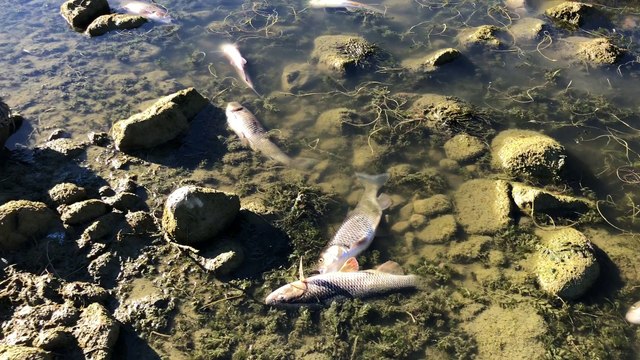 Haut-Doubs : la rivière Doubs continue de baisser et les poissons agonisent ou sont déjà morts