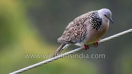 Red-whiskered Bulbul has become very common in the Nilgirs thanks to spread of Lantana