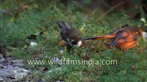 White-throated Laughing Thrush has a familiar call heard in the lower Himalaya