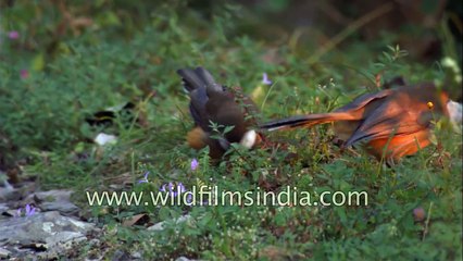 White-throated Laughing Thrush has a familiar call heard in the lower Himalaya