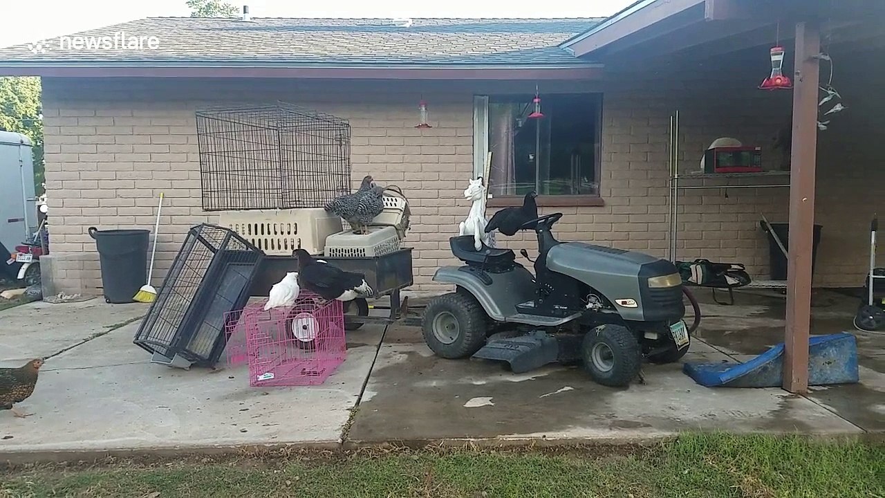 This chicken thinks she can drive a tractor