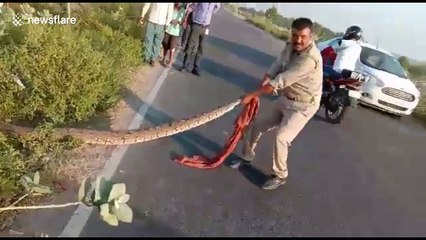 Huge python snaps twice at cop in daring rescue