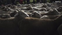 Milhares de ovelhas invadem o centro de Madri