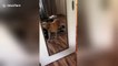 Dog can't believe his eyes when he sees himself in the mirror for the first time