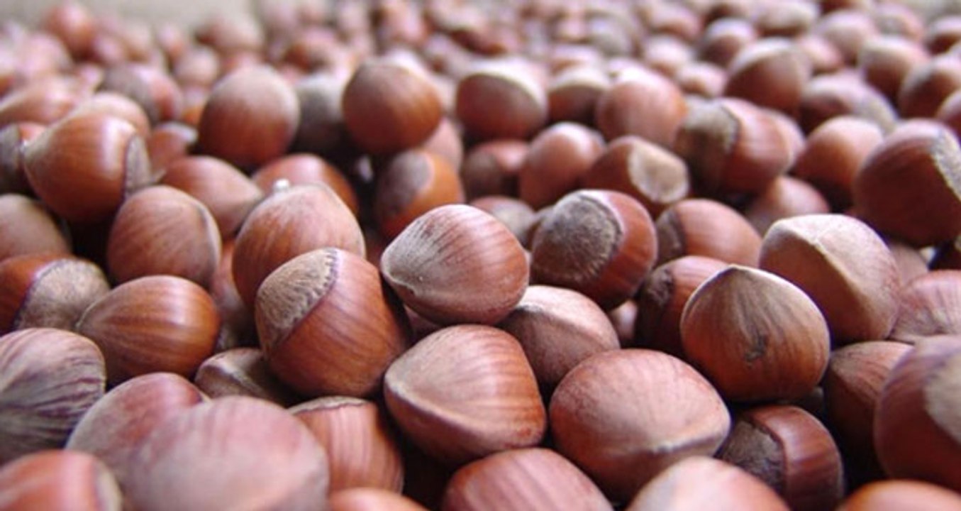 Erdoğan: "Tmo ile 1 Kasım'dan İtibaren Levant Kalite Fındığın Kilosunu 14 Liradan, Giresun Kalite...